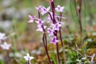 Orchis sezikiana